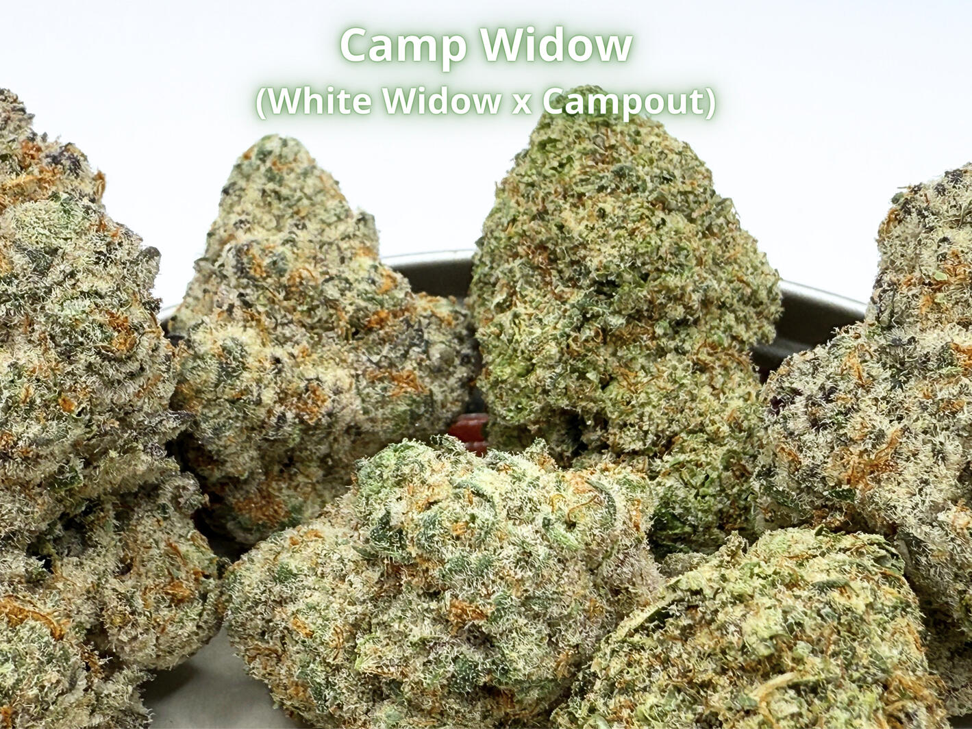 Camp Widow THCa Flower Premium Camp Widow THCa hemp flower