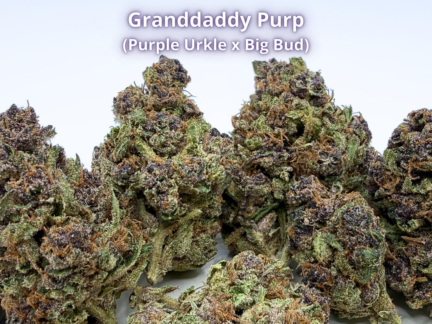 Grandaddy Purp THCa Flower Premium Grandaddy Purp THCa hemp flower
