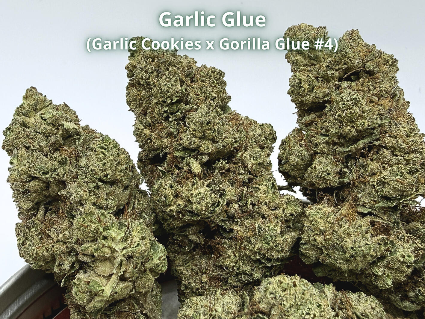 Garlic Glue THCa Flower Premium Garlic Glue THCa hemp flower