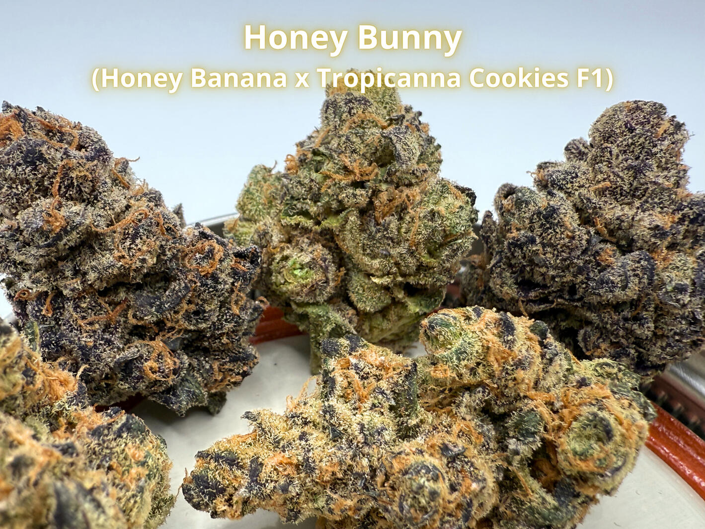 Honey Bunny THCa Flower Premium Honey Bunny THCa hemp flower