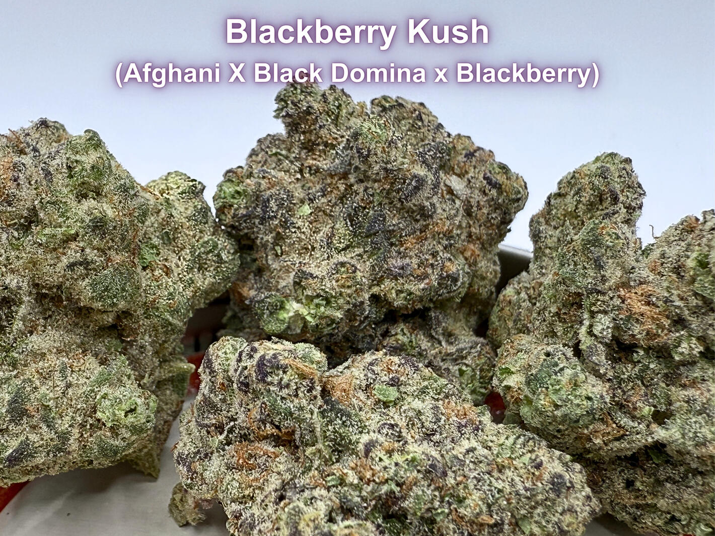 Blackberry Kush THCa Flower Premium Blackberry Kush THCa hemp flower